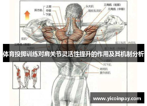 体育投掷训练对肩关节灵活性提升的作用及其机制分析